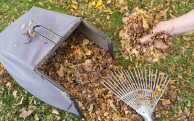 Leaves Should Be Shredded Before Used as Mulch