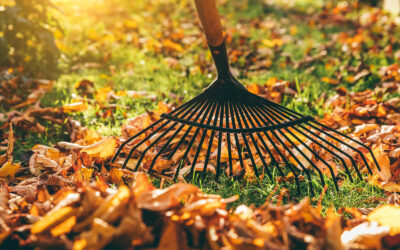 What Type of Lawn Care is Foremost In Fall/Winter