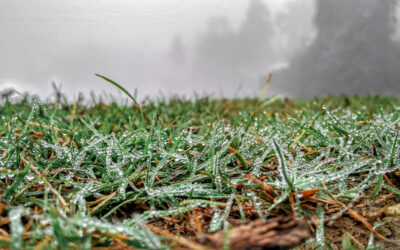 Protect Your Turf: Why Winter Lawn Care is Just as Important