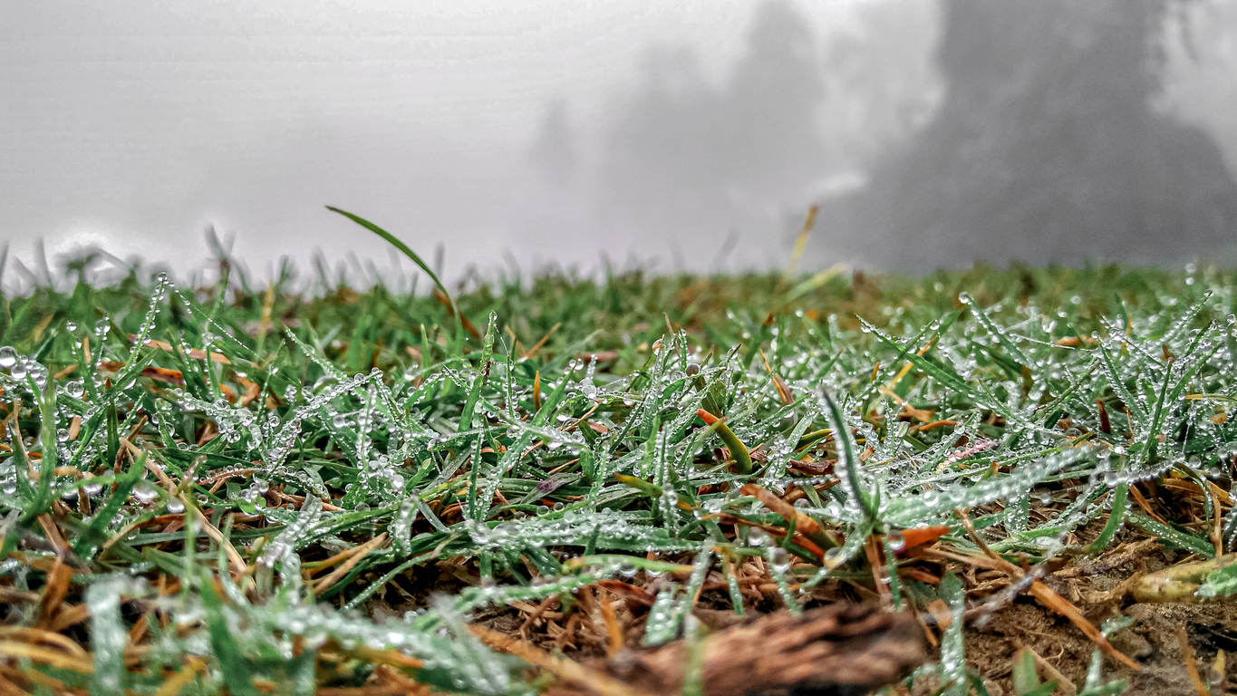 winterize your lawn